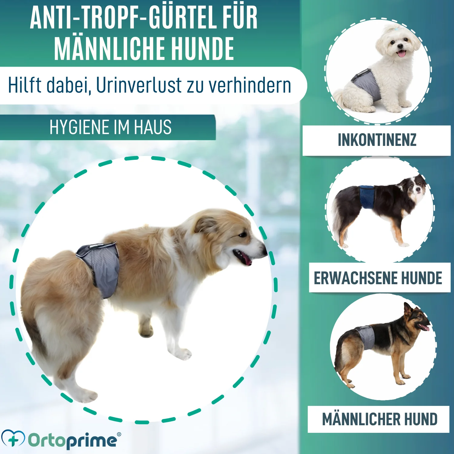 Anti-Leckband für Inkontinenz bei Hunden | Männlicher Hund - Image 3