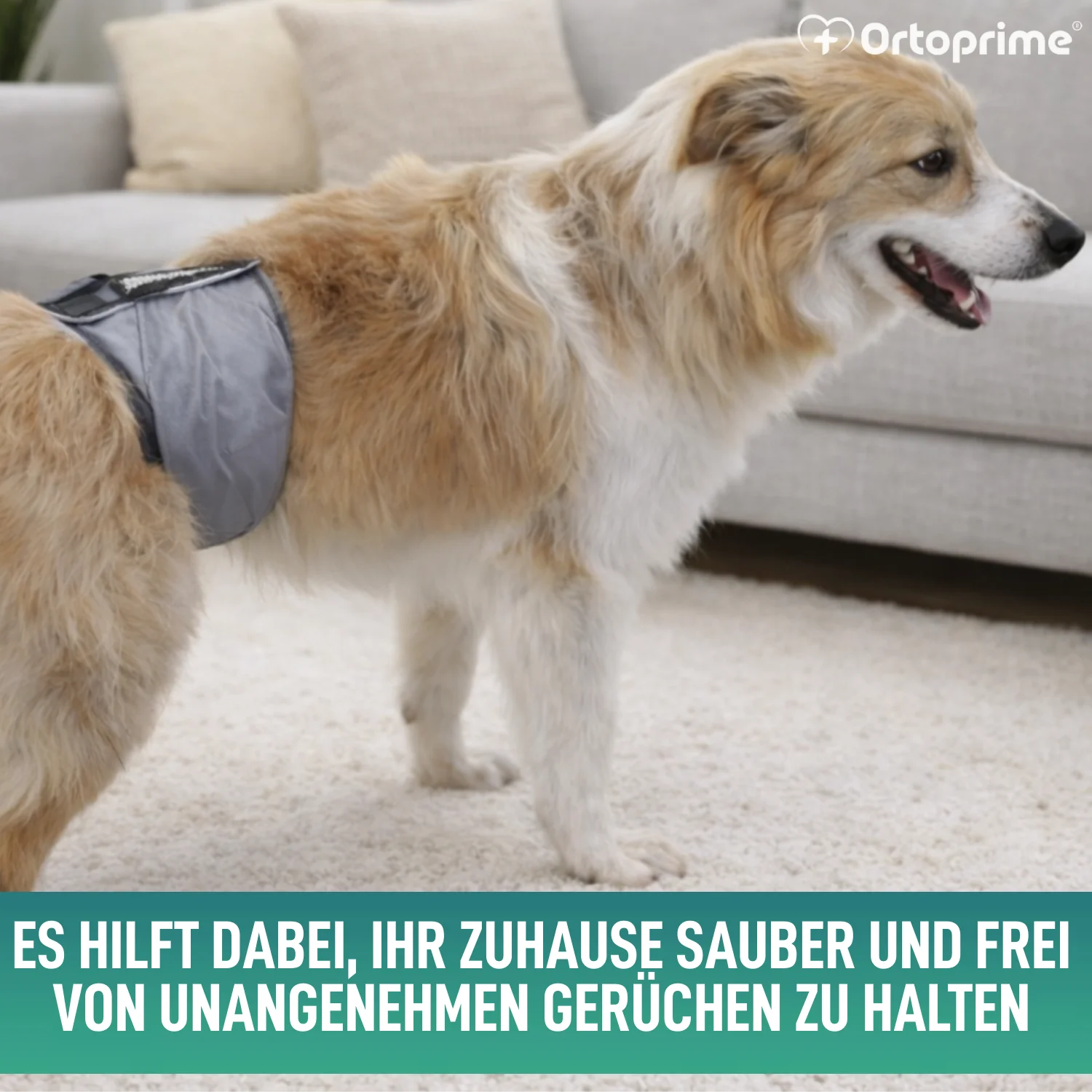 Anti-Leckband für Inkontinenz bei Hunden | Männlicher Hund - Image 5