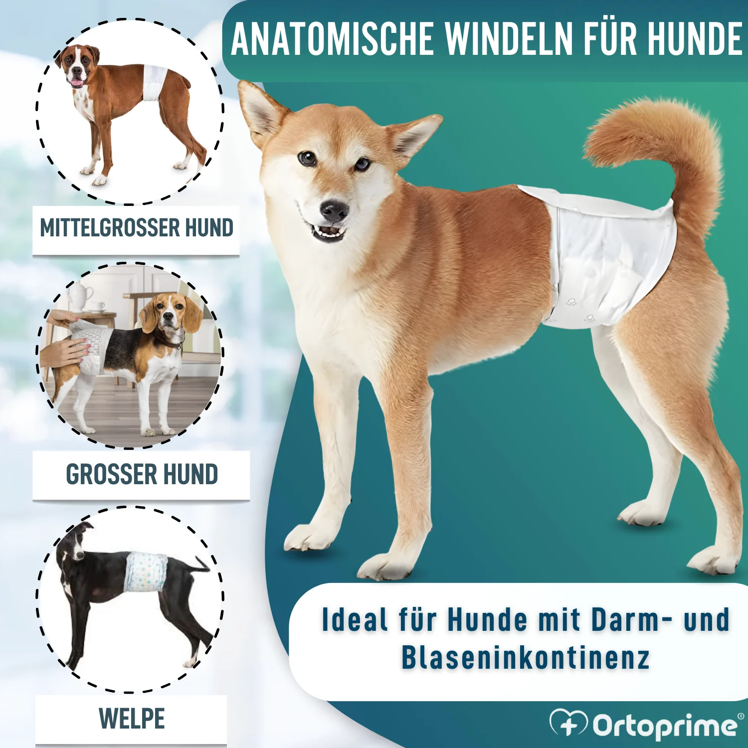 Hundewindeln für Rüden Ultra Saugfähig | 12er Pack - Image 3