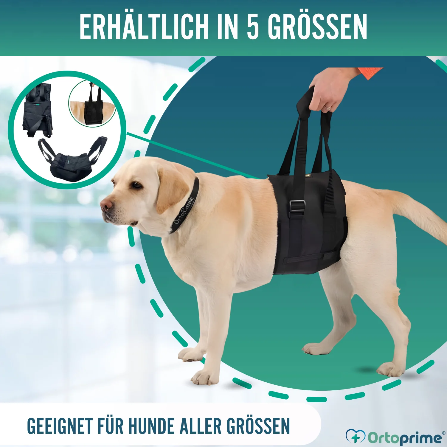 Hilfe-Band für Hunde mit Eingeschränkter Mobilität | 5 Größen - Image 10