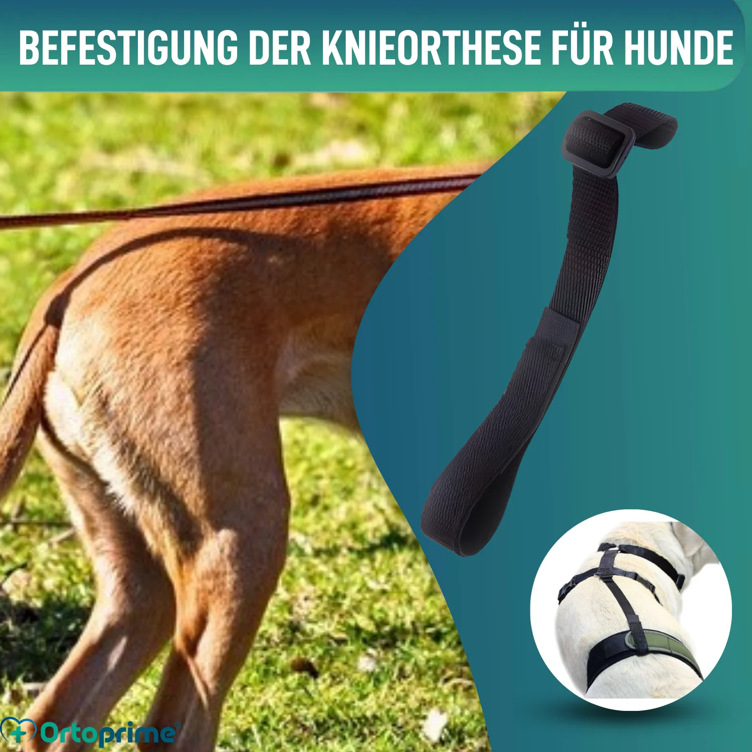 Hundeband zur Lendenstütze für Knieimmobilisierer - Image 5