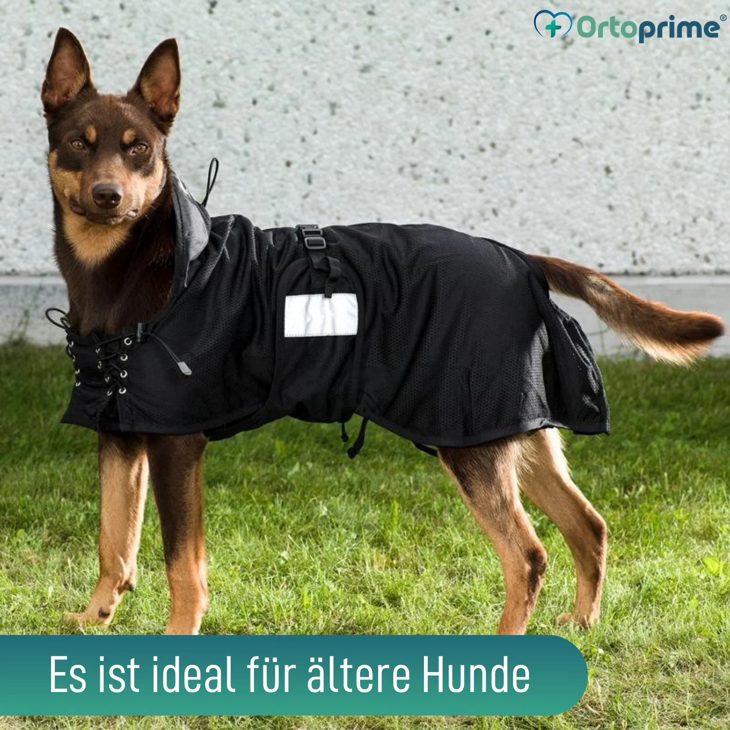 Hundedecke für Hunde mit Back on Track Gewebe | 21 Größen - Image 5