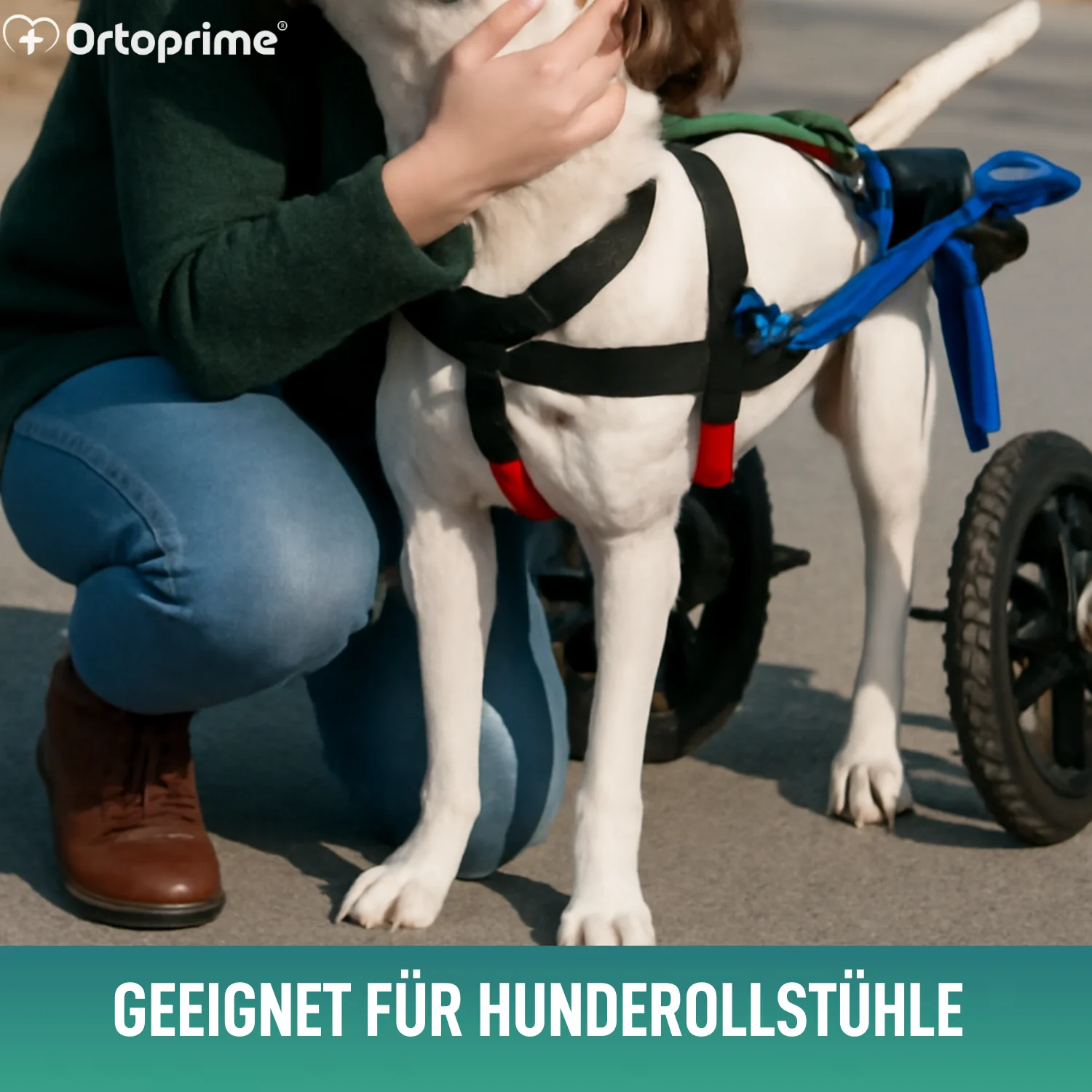 Hundegeschirr für Eingeschränkte Mobilität der Hinterbeine - Image 5