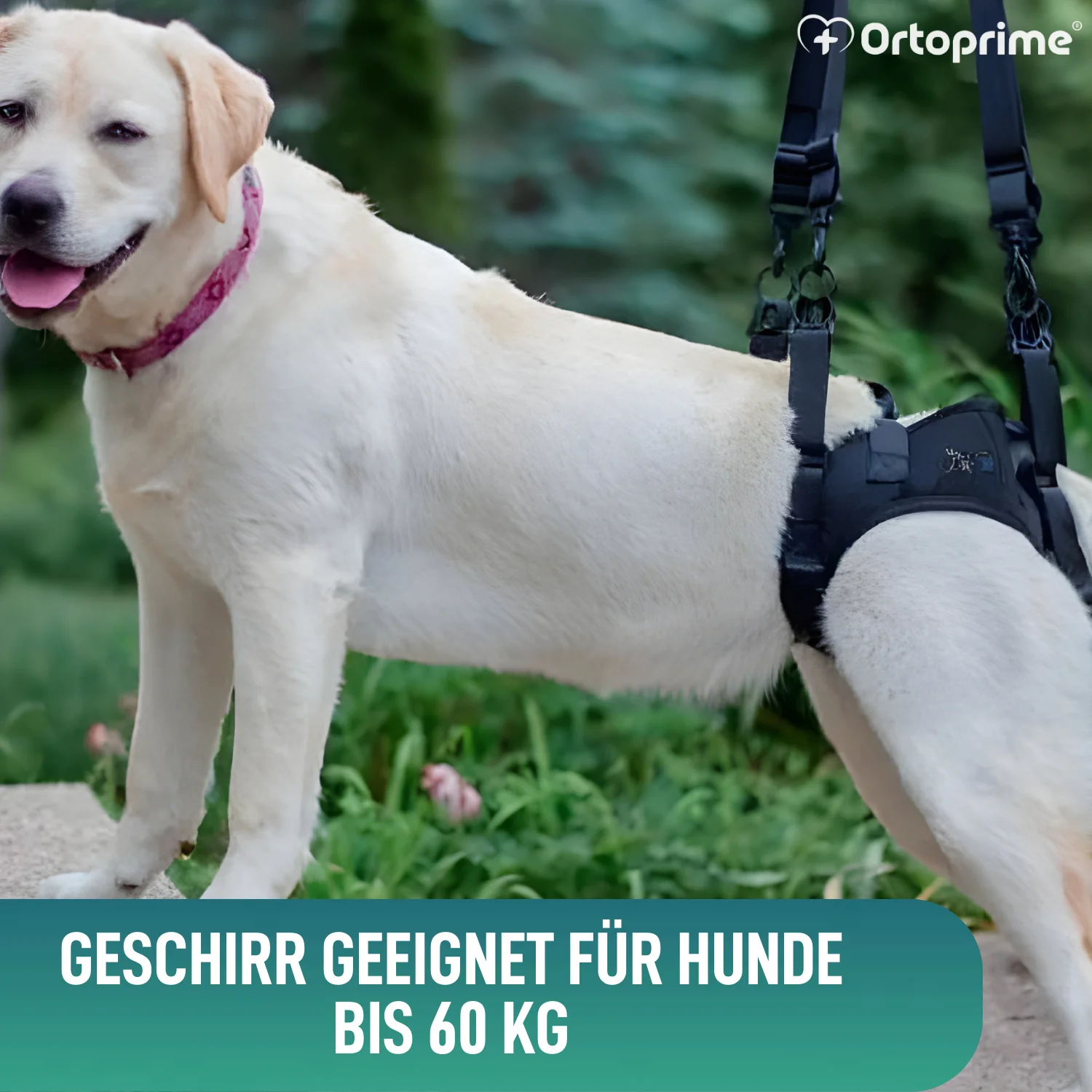 Hundegeschirr für Eingeschränkte Mobilität der Hinterbeine - Image 7