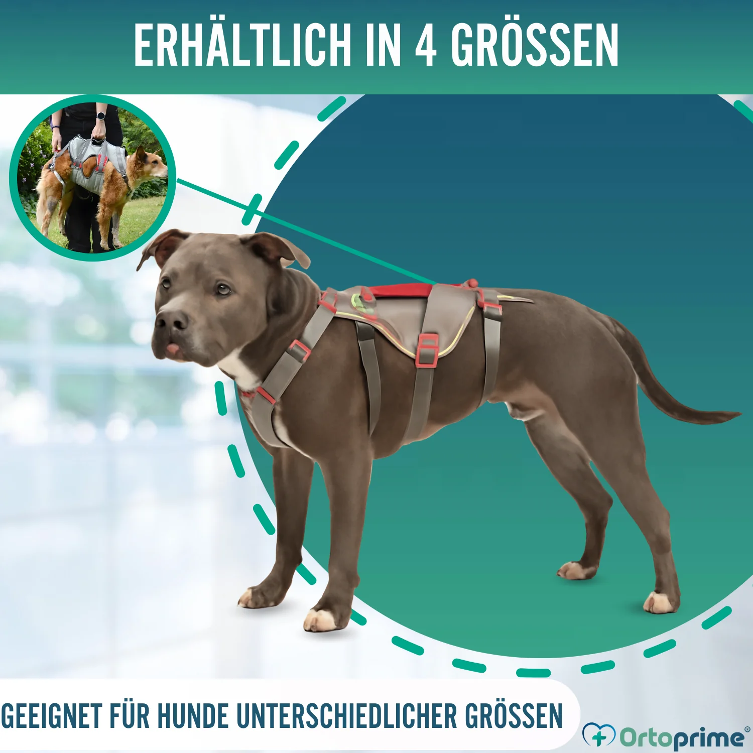 Kletter-Unterstützungsgeschirr für Hunde | Hohe Belastbarkeit - Image 7