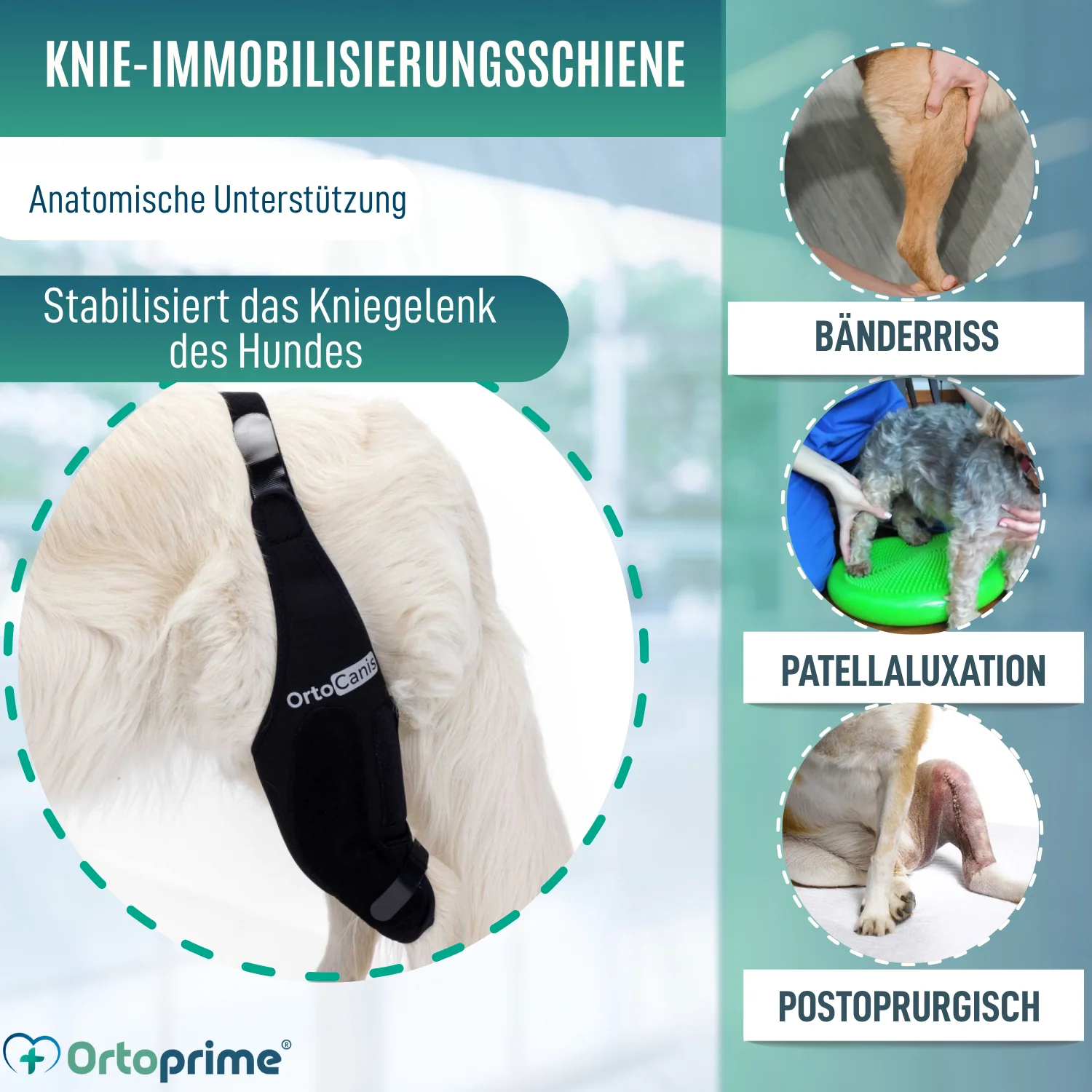 Knieimmobilisator für Hunde aus Neopren | 9 Größen - Image 3