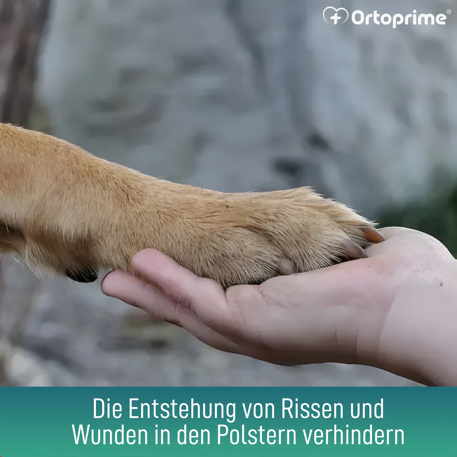 Pfotenbalsam für Hunde | Aloe Vera 50 ml - Image 4