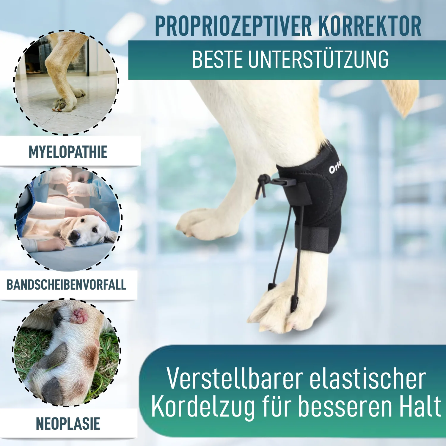Propriozeptiver Korrektor für Hunde mit Knuckling | 5 Größen - Image 3