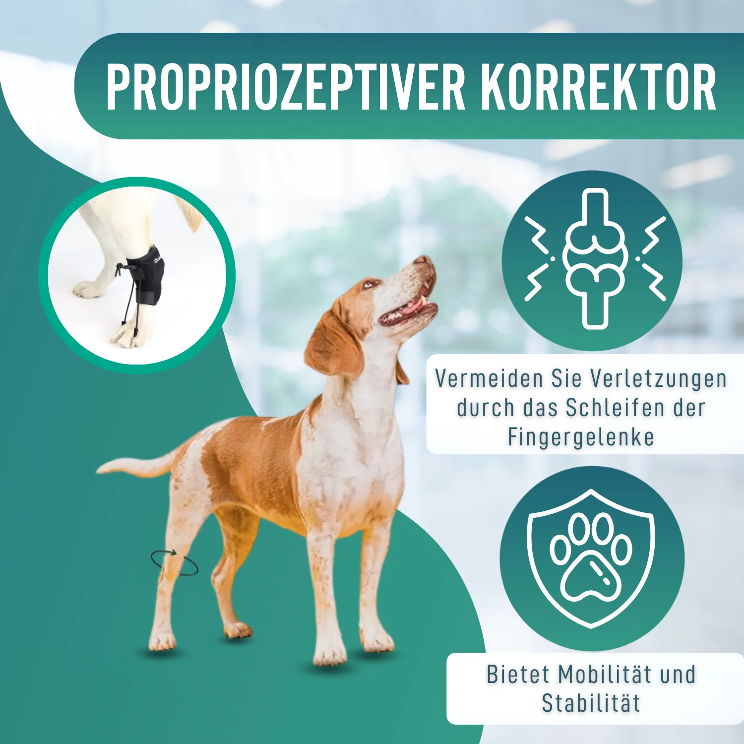 Propriozeptiver Korrektor für Hunde mit Knuckling | 5 Größen - Image 4