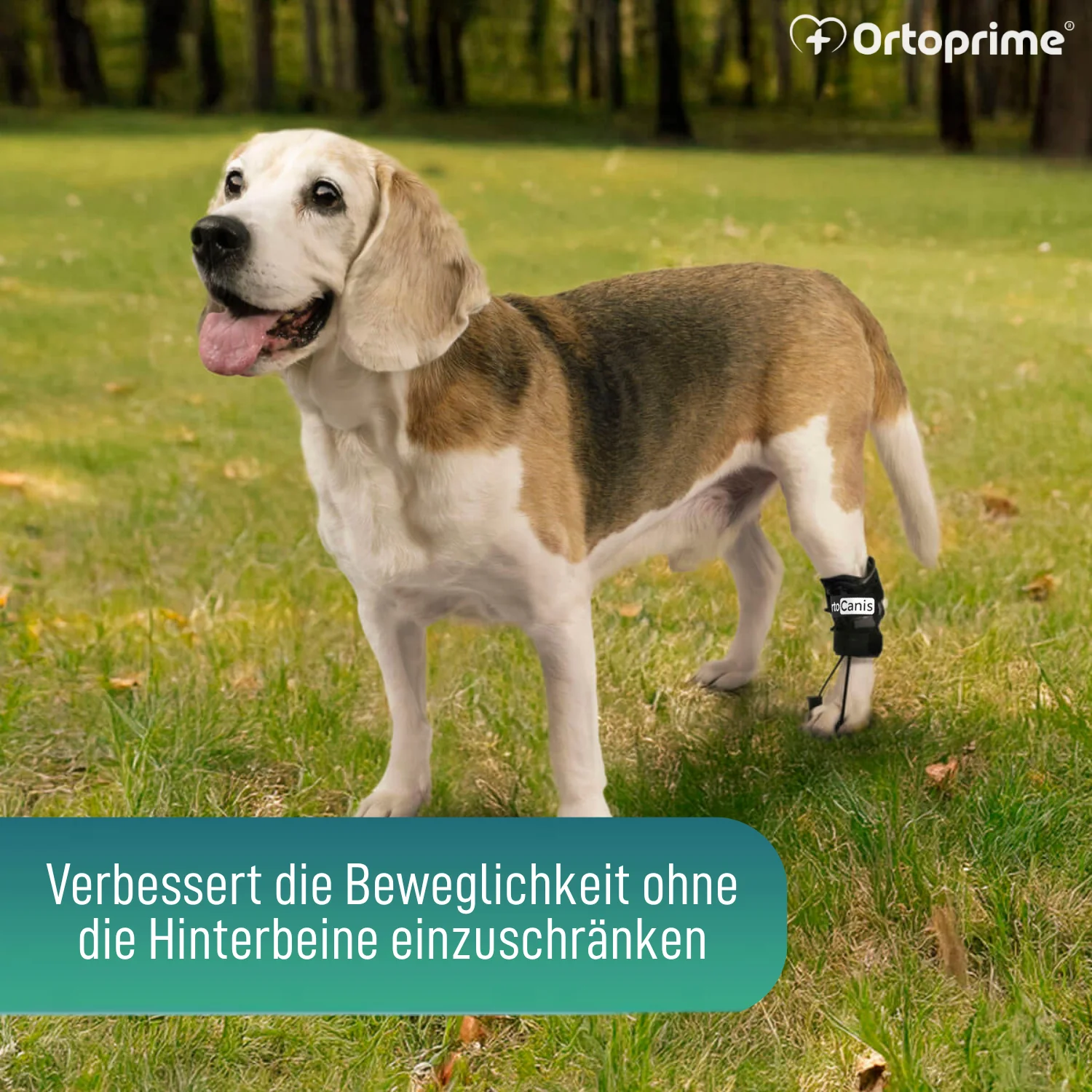 Propriozeptiver Korrektor für Hunde mit Knuckling | 5 Größen - Image 7