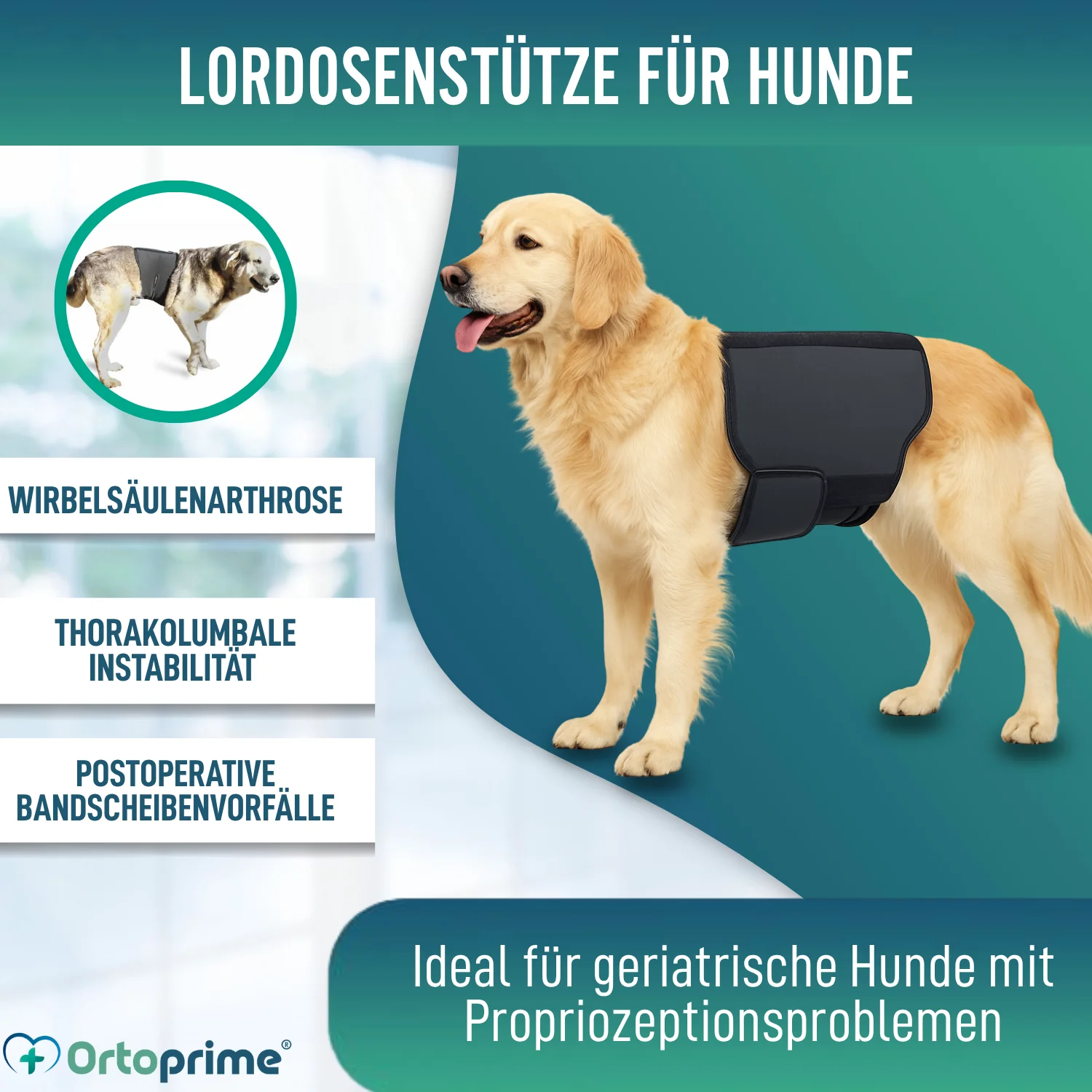 Thermischer Hundesupport Back on Track | Rückenbandage - Image 3
