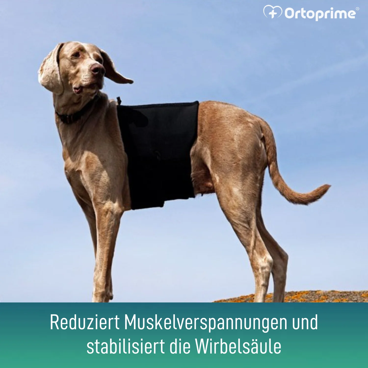 Thermischer Hundesupport Back on Track | Rückenbandage - Image 6