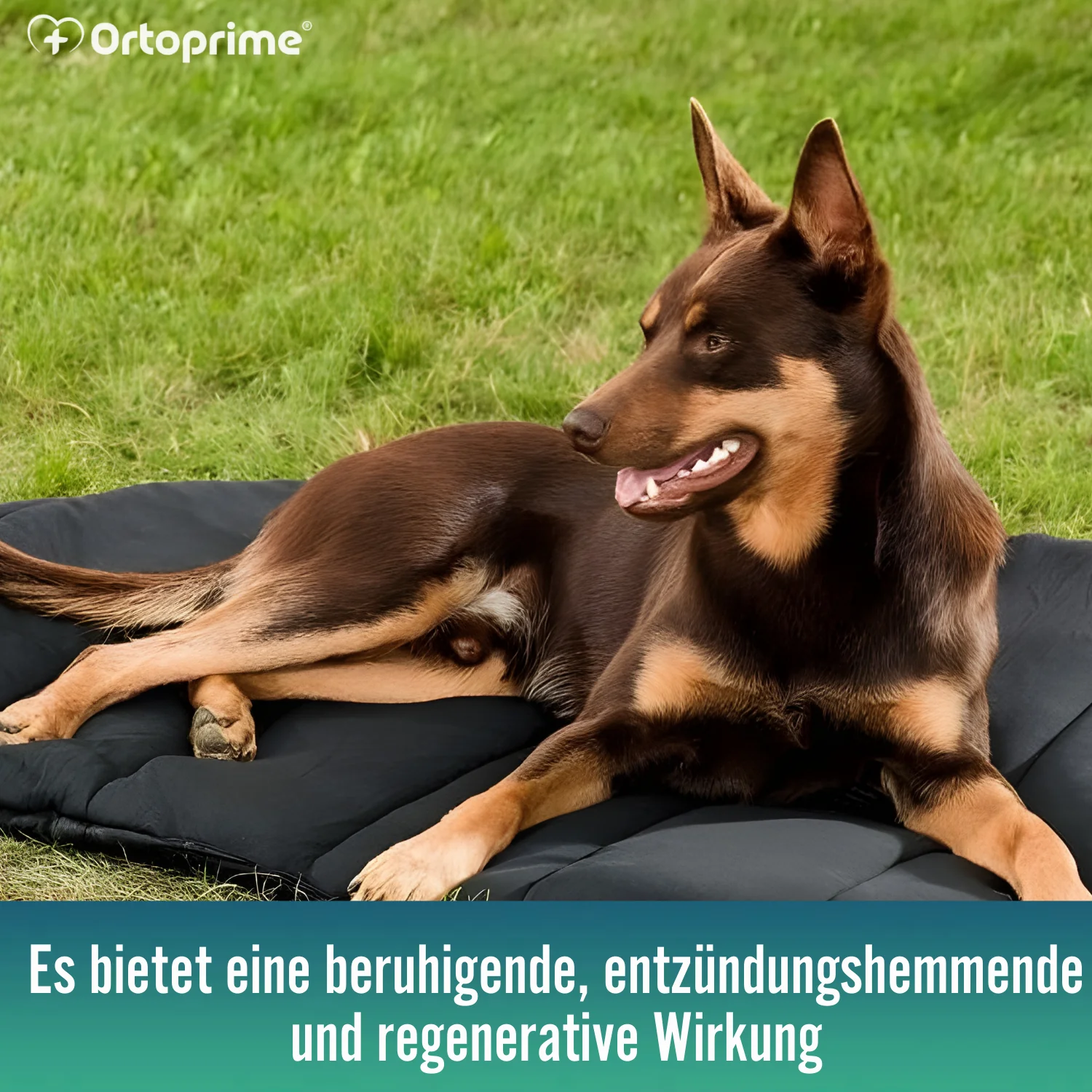 Thermobett für Hunde mit Arthrose | Therapeutisches Gewebe - Image 5
