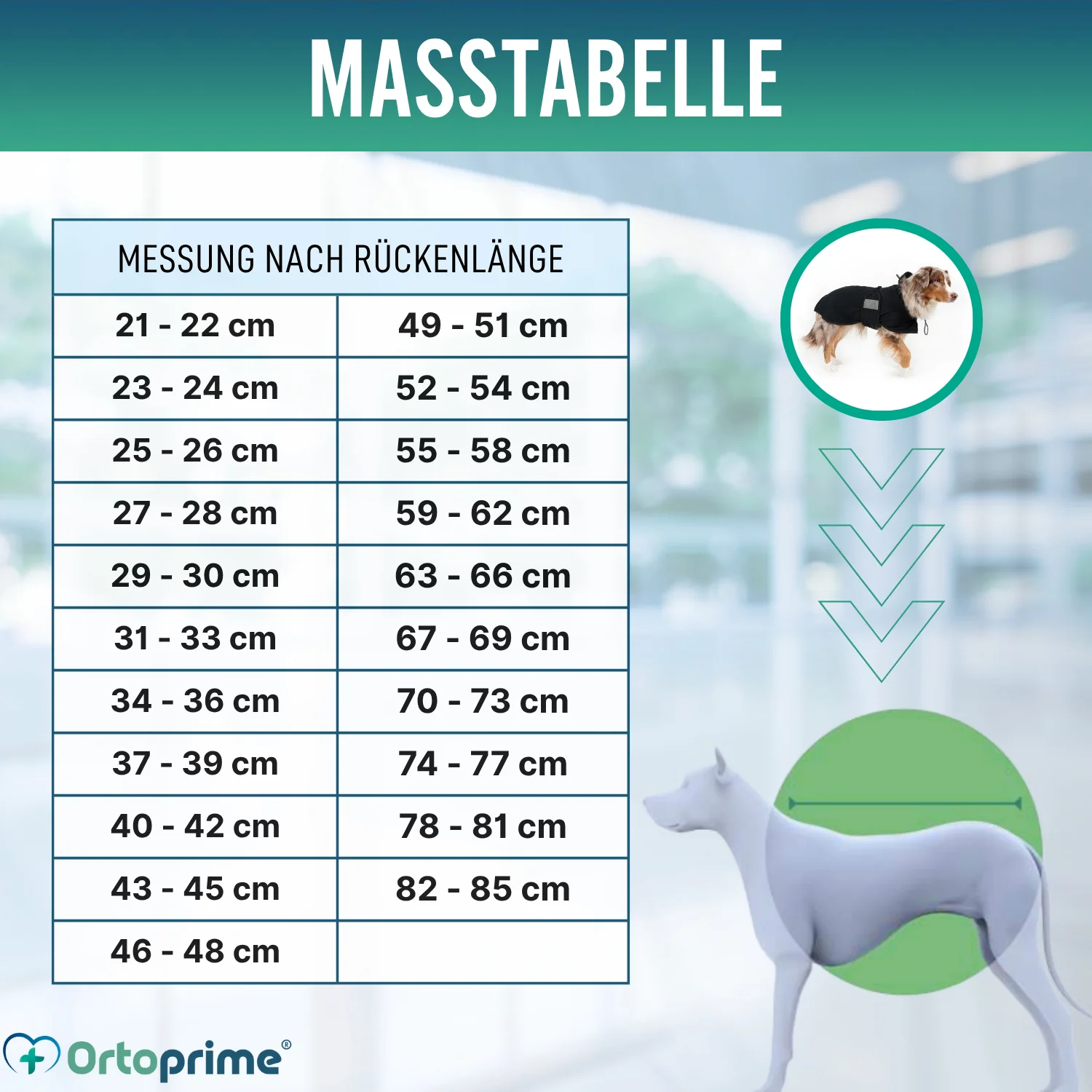 Wasserdichter Thermo-Mantel für Hunde | Back on Track - Image 2